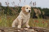 GOLDEN RETRIEVER 273